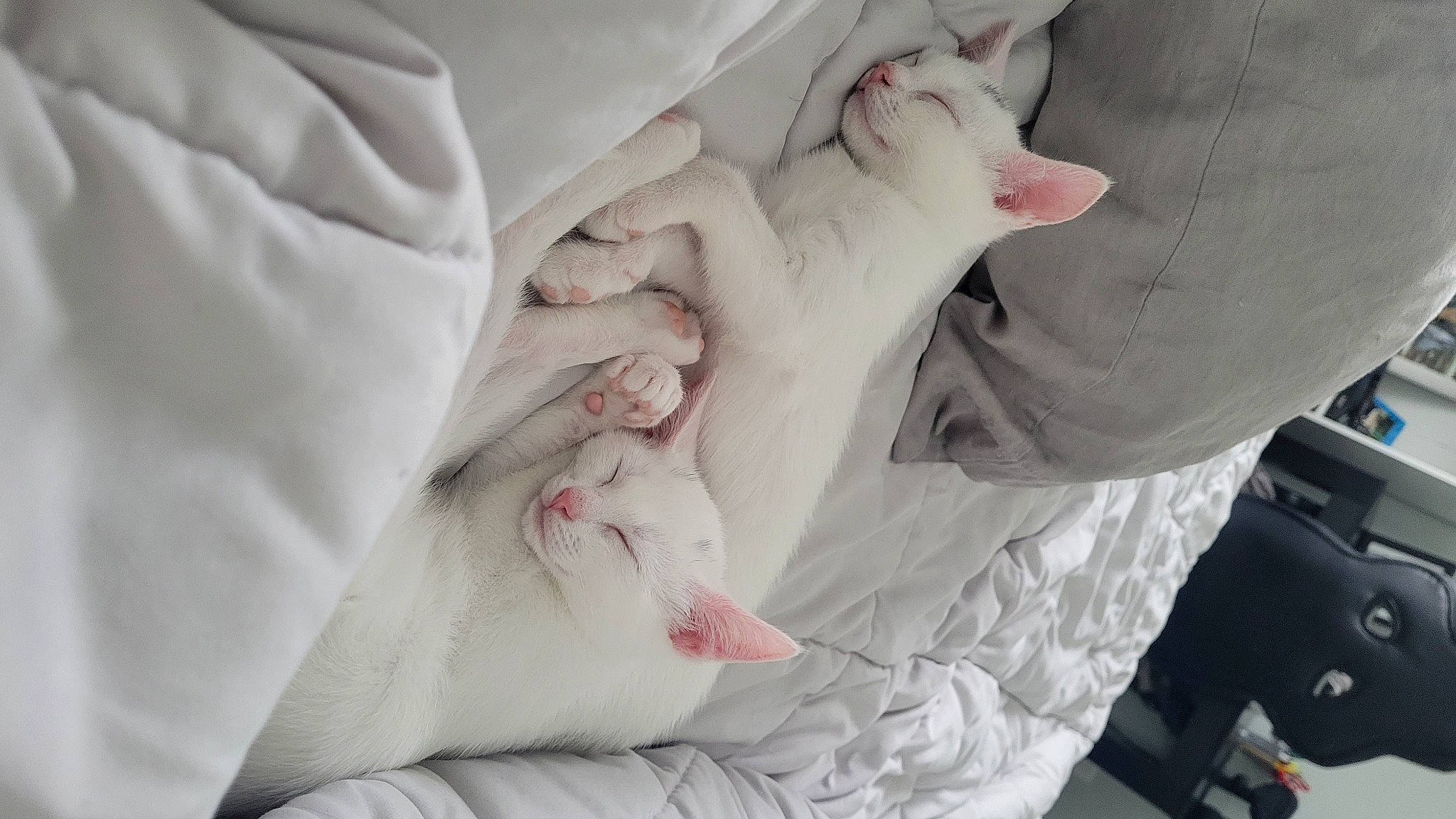 Cookie is registered to the contest to win money with this photo: baby_products, baby_toddler_clothing, carnivore, cat, child, comfort, felidae, fur, gesture, hand, human_leg, linens, nail, pattern, peach, petal, pink, room, sleeve, small_to_medium_sized_cats