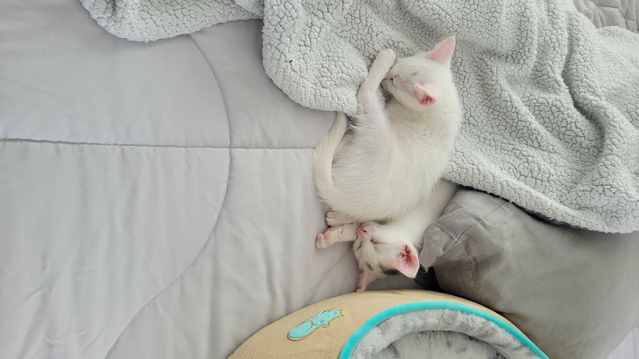 Cookie is registered to the contest to win money with this photo: ball, carnivore, cat, claw, comfort, domestic_short_haired_cat, fawn, felidae, fur, grey, linens, pattern, paw, pet_supply, small_to_medium_sized_cats, tail, textile, whiskers, white