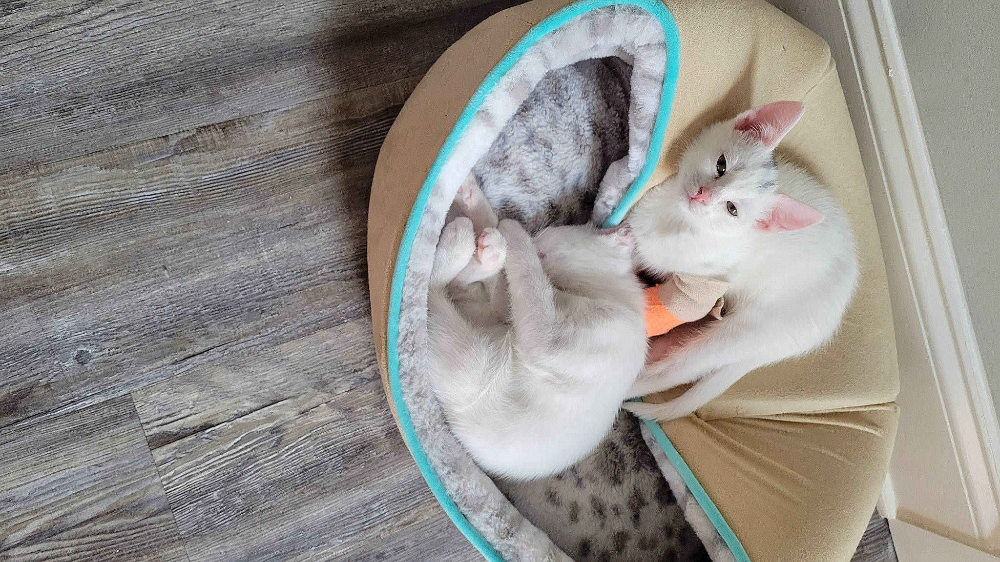 Cookie is registered to the contest to win money with this photo: baby, baby_products, canidae, carnivore, cat, claw, comfort, domestic_short_haired_cat, fawn, felidae, fur, grey, linens, nap, paw, small_to_medium_sized_cats, stuffed_toy, tail, whiskers, wood