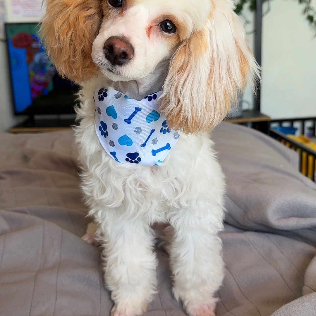 Bear joined the competition — help win amazing prizes! animal, bandana, bed, blanket, canine, cozy, curious, cute, decor, dog, fluffy, fur, greenery, indoor, looking, pet, poodle, portrait, tan, white