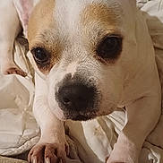 Nicky participe au concours pour gagner de l'argent avec cette photo : animal, blanket, brown_patch, close_up, companion, couch, curious, cute, dog, domestic_animal, ears, face, fur, indoor, looking, nose, paws, pet, resting, white_dog