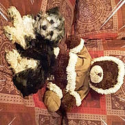 Ava joined the competition — help win amazing prizes! art, canidae