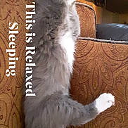 Grayson is registered to the contest to win money with this photo: carnivore, cat, domestic_long_haired_cat, felidae, fur, norwegian_forest_cat, paw, polydactyl_cat, small_to_medium_sized_cats, tail, turkish_angora, whiskers
