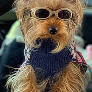 Shelby joined the competition — help win amazing prizes! accessory, adorable, animal, closeup, colorful, cozy, cute, dog, fashion, fluffy, fur, indoors, looking, pet, portrait, red_bow, small_dog, sunglasses, sweater, window