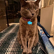 Paco a rejoint le concours — aidez-le/la à gagner de superbes lots ! animal, blanket, cat, close_up, collar, cozy, curious, domestic_cat, feline, fur, furniture, gray_cat, indoor, pet, pet_tag, portrait, purple_collar, sitting, table, yellow_eyes