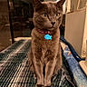 animal, blanket, cat, close_up, collar, cozy, curious, domestic_cat, feline, fur, furniture, gray_cat, indoor, pet, pet_tag, portrait, purple_collar, sitting, table, yellow_eyes