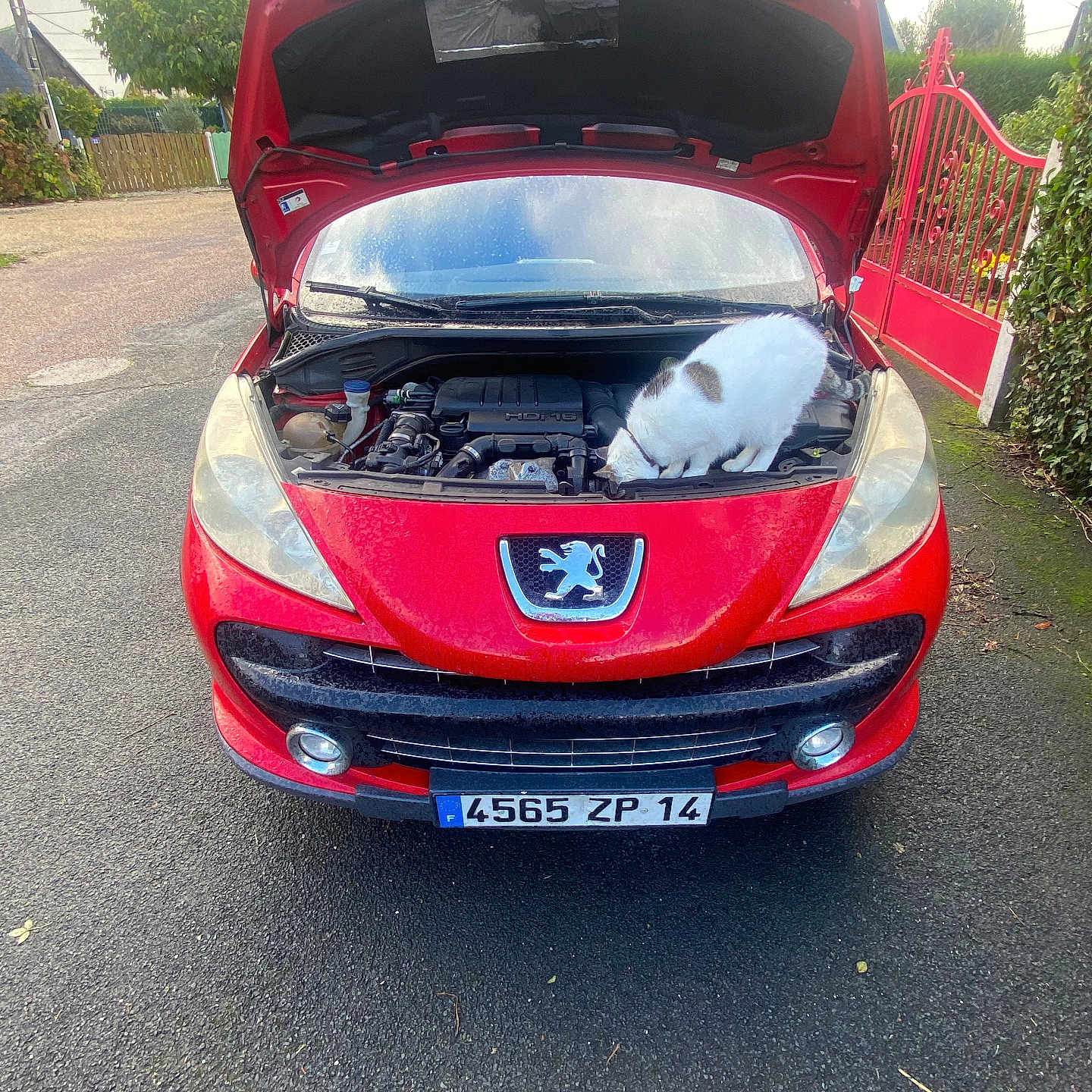 Princesse participe au concours pour gagner de l'argent avec cette photo : cat, car, peugeot, red_car, engine, engine_bay, open_hood, automobile, vehicle, outdoor, street, driveway, residential_area, garden, gate, hedge, license_plate, curious, white_and_gray, mechanical