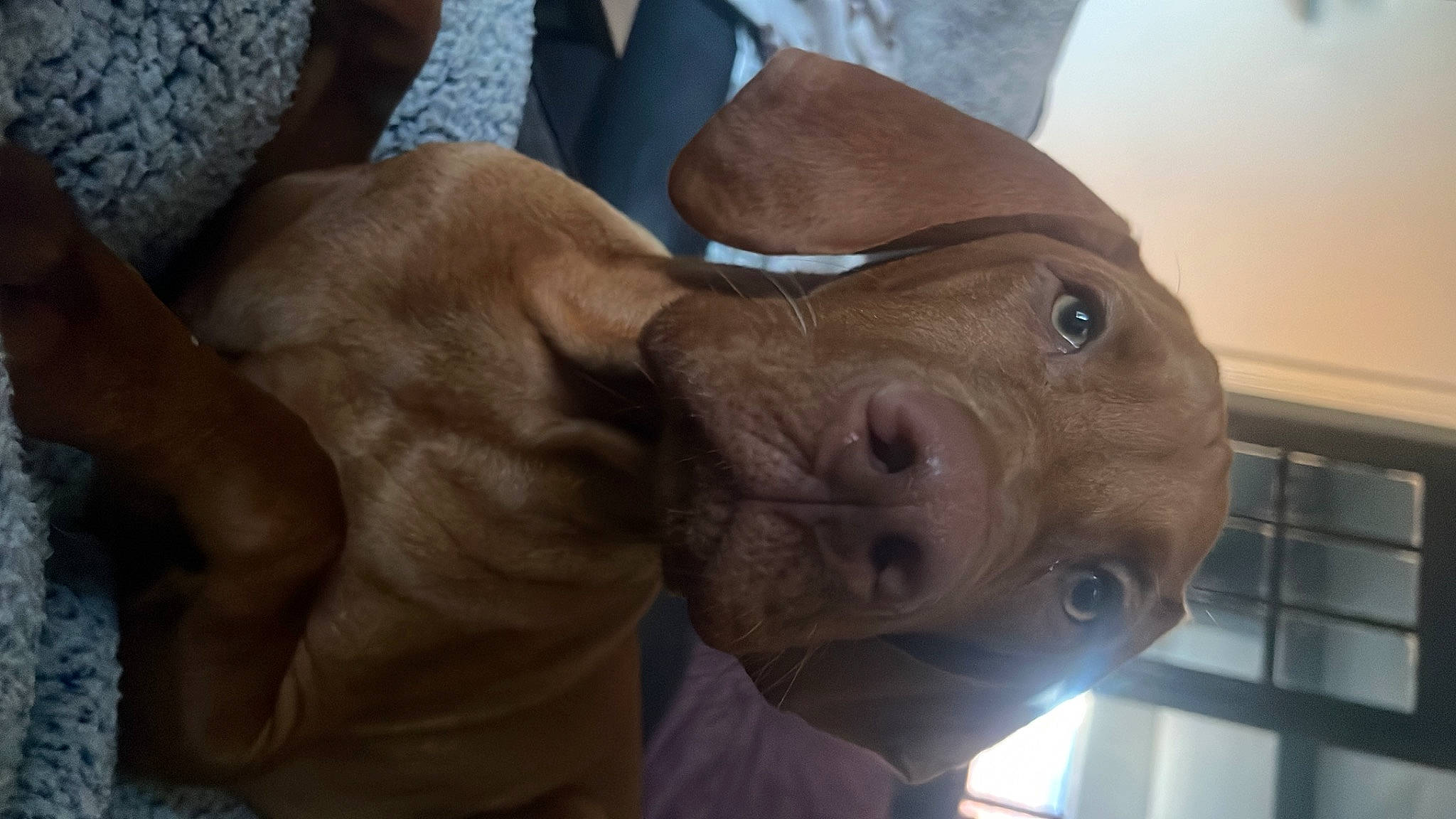 Axel joined the competition — help win amazing prizes! canidae, carnivore, comfort, companion_dog, dog, dog_breed, ear, fawn, fur, gesture, jaw, liver, selfie, snout, sporting_group, terrestrial_animal, whiskers, wood, working_animal, wrinkle