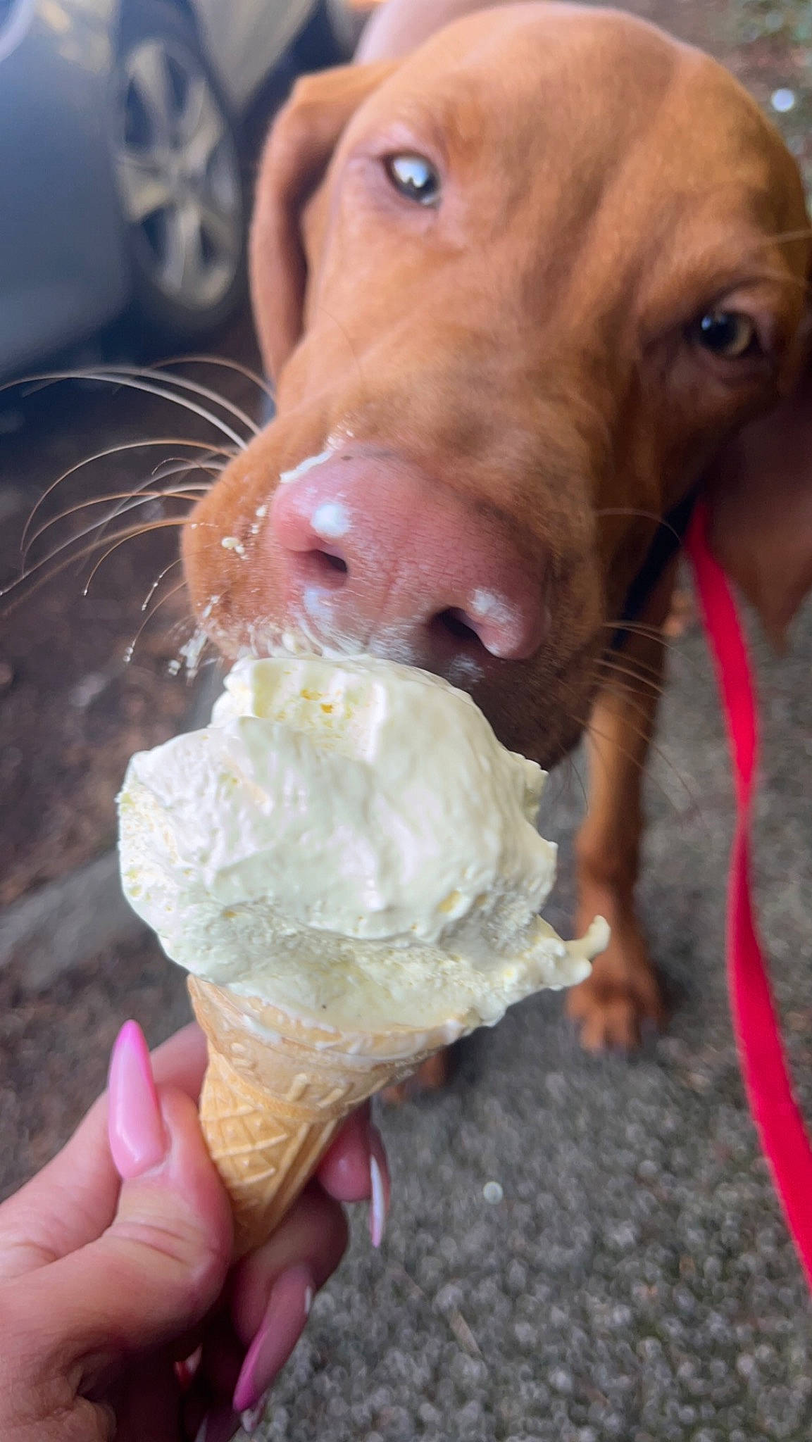 Axel joined the competition — help win amazing prizes! carnivore, companion_dog, cream, cuisine, dairy, dessert, dish, dog, dog_breed, food, frozen_dessert, gelato, ice_cream, ice_cream_cone, ingredient, liver, pet_supply, sherbet, whiskers, working_animal