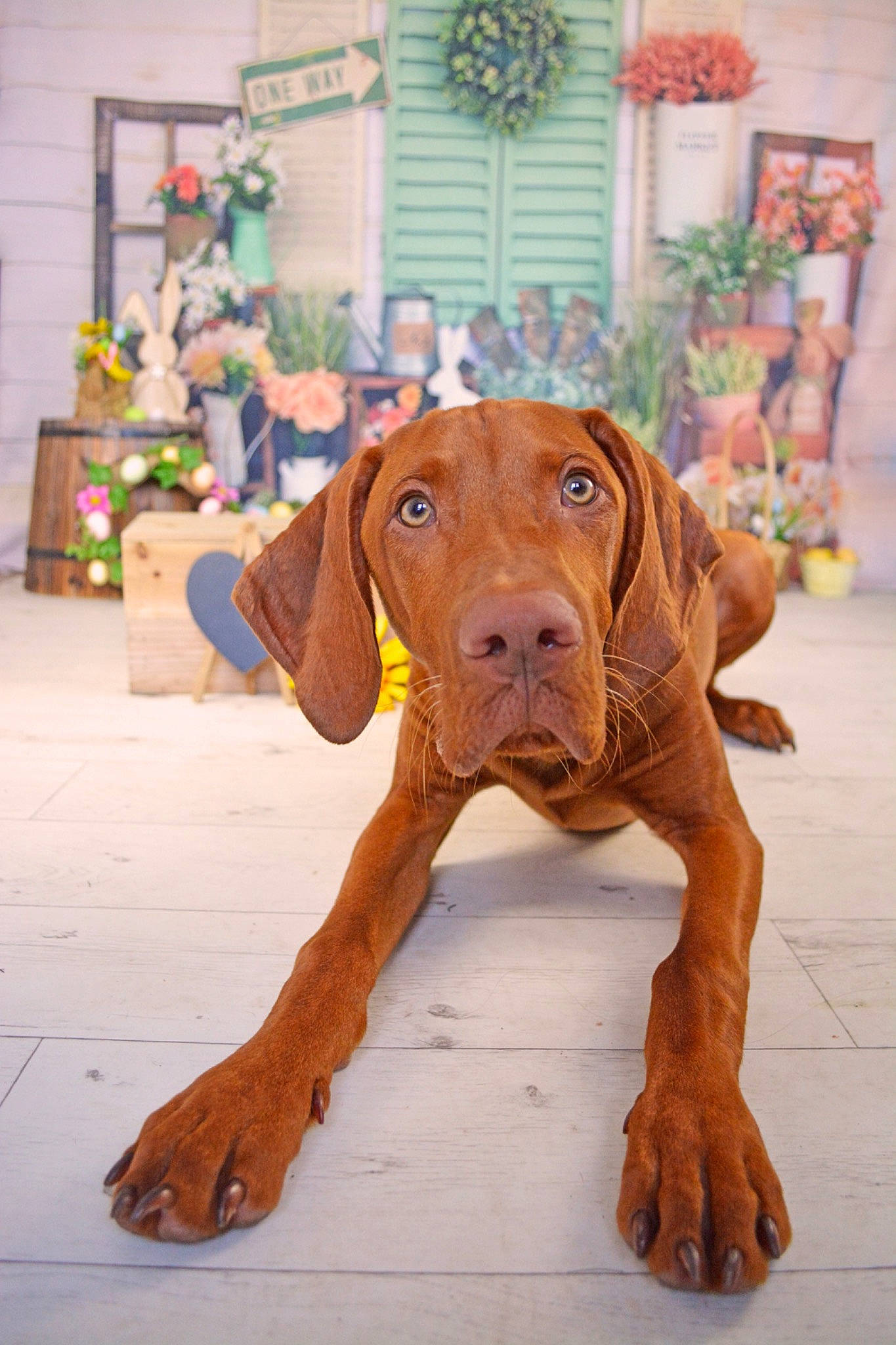 Axel is registered to the contest to win money with this photo: canidae, carnivore, companion_dog, dog, dog_breed, dog_collar, dog_supply, fawn, hardwood, hound, hunting_dog, liver, plank, snout, sporting_group, terrestrial_animal, wood, wood_stain, working_animal, working_dog