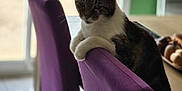 Moustique a rejoint le concours — aidez-le/la à gagner de superbes lots ! cat, tabby, chair, purple, indoor, window, furniture, pet, animal, relaxed, table, home, cozy, daylight, domestic, fur, paws, resting, background, natural_light