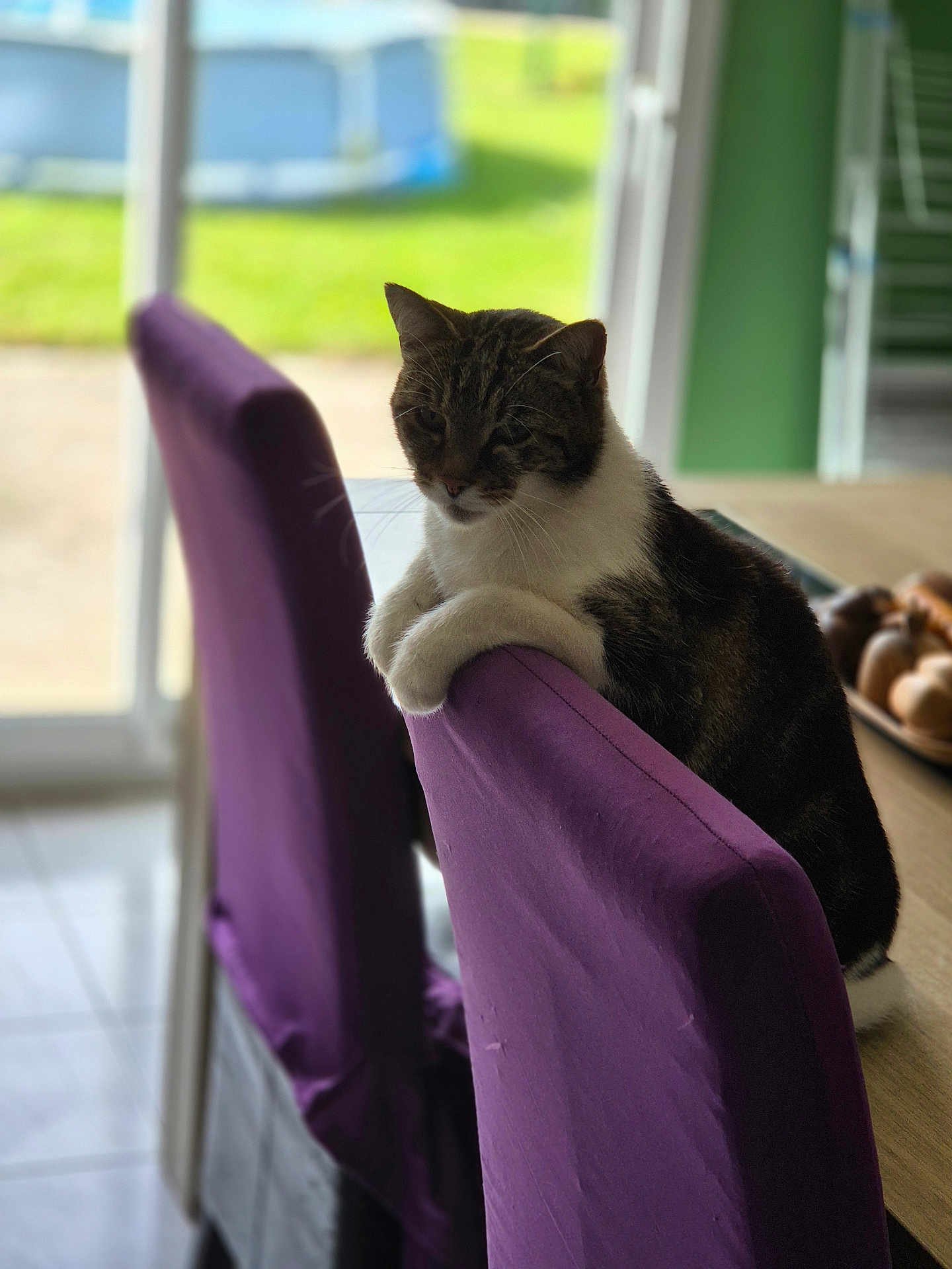 Moustique a rejoint le concours — aidez-le/la à gagner de superbes lots ! cat, tabby, chair, purple, indoor, window, furniture, pet, animal, relaxed, table, home, cozy, daylight, domestic, fur, paws, resting, background, natural_light