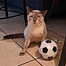animal, black, brown, cat, chair_leg, domestic_cat, feline, floor, household, indoor, looking, pet, playful, sitting, soccer_ball, tail, tile_floor, toy, whiskers, white