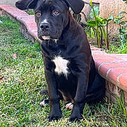 Astrid joined the competition — help win amazing prizes! dog, puppy, black_dog, white_chest_patch, grass, brick_border, garden, outdoor, sitting, floppy_ears, paws, portrait, cute, muzzle, stucco_wall, plants, backyard, eyes, nose, canine