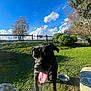 Astrid joined the competition — help win amazing prizes! dog, black_dog, tongue_out, panting, grass, blue_sky, clouds, metal_bowl, rock, park, fence, tree, shrub, sunlight, outdoor, pet, paws, collar, portrait, smiling
