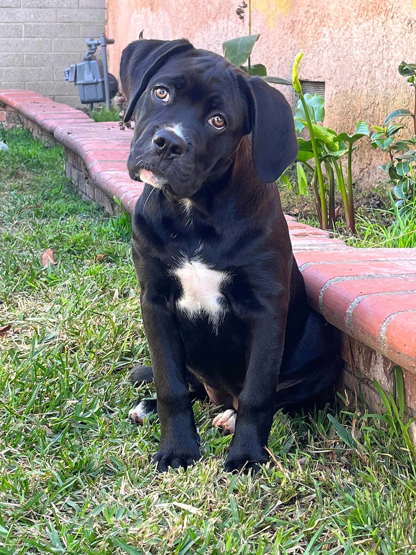 Astrid is registered to the contest to win money with this photo: dog, puppy, black_dog, white_patch, grass, brick_edge, wall, backyard, sitting, head_tilt, curious, floppy_ears, paws, close_up, portrait, pet, domestic_animal, garden_plants, outdoor, nose