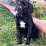 dog, puppy, black_dog, white_chest_mark, head_tilt, floppy_ears, brown_eyes, grass, yard, brick_border, brick_wall, plants, outdoor, portrait, sitting, front_paws, nose, cute, pet, curious_expression