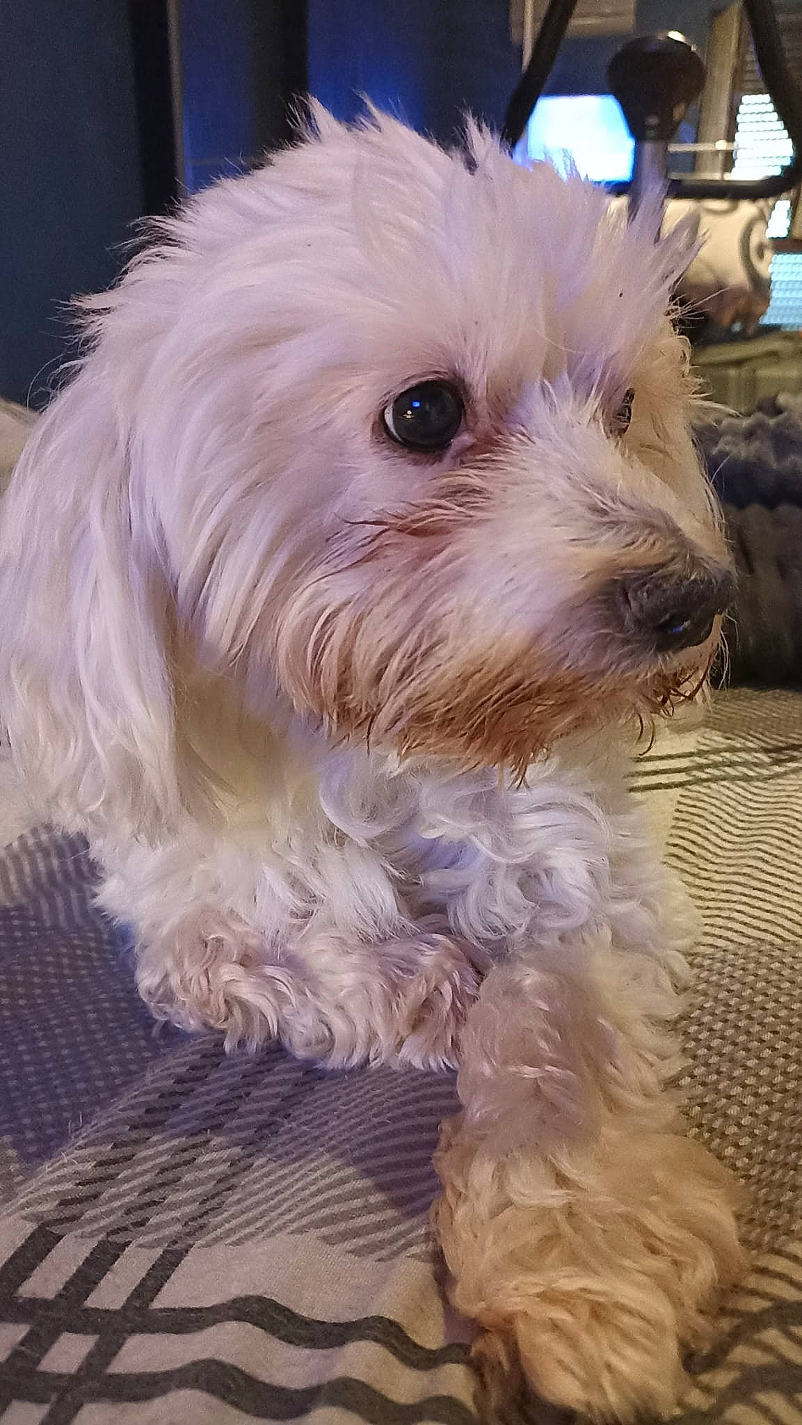 Tchico participe au concours pour gagner de l'argent avec cette photo : biewer_terrier, canidae, carnivore, cockapoo, companion_dog, dog, dog_breed, dog_clothes, fur, maltepoo, non_sporting_group, puppy_love, shih_poo, small_terrier, snout, sporting_group, terrier, toy_dog, working_animal, yorkipoo