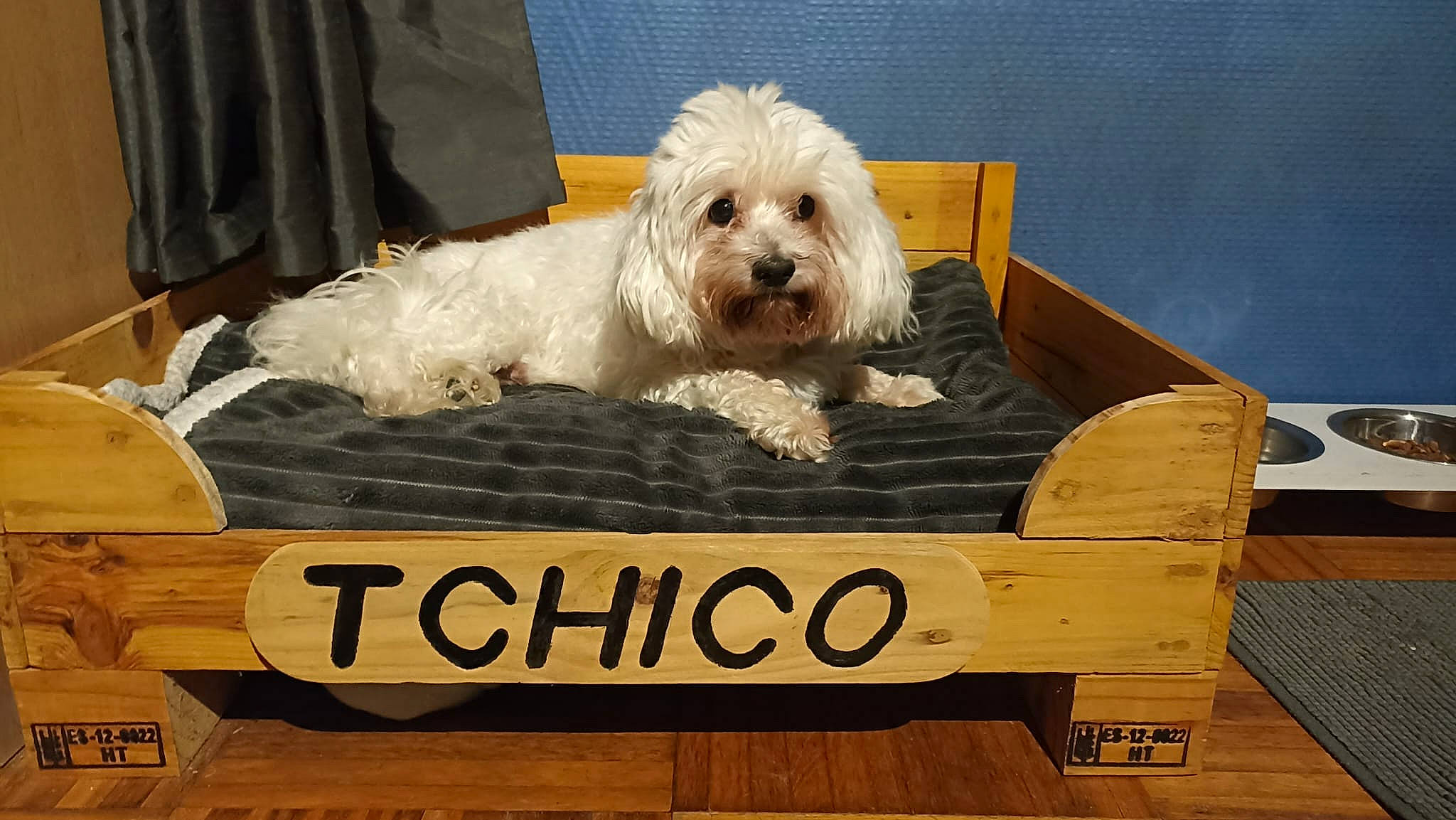 Tchico a rejoint le concours — aidez-le/la à gagner de superbes lots ! canidae, carnivore, companion_dog, dog, dog_breed, dog_supply, fur, hardwood, labradoodle, non_sporting_group, poodle_crossbreed, rectangle, small_terrier, sporting_group, terrier, toy_dog, wood, yorkipoo