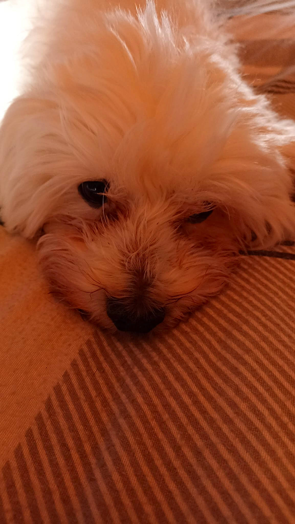 Tchico a rejoint le concours — aidez-le/la à gagner de superbes lots ! canidae, carnivore, companion_dog, dog, dog_breed, ear, eye, fawn, fur, mal_shi, maltepoo, puppy_love, shih_poo, small_terrier, snout, sporting_group, terrier, toy_dog, whiskers, working_animal