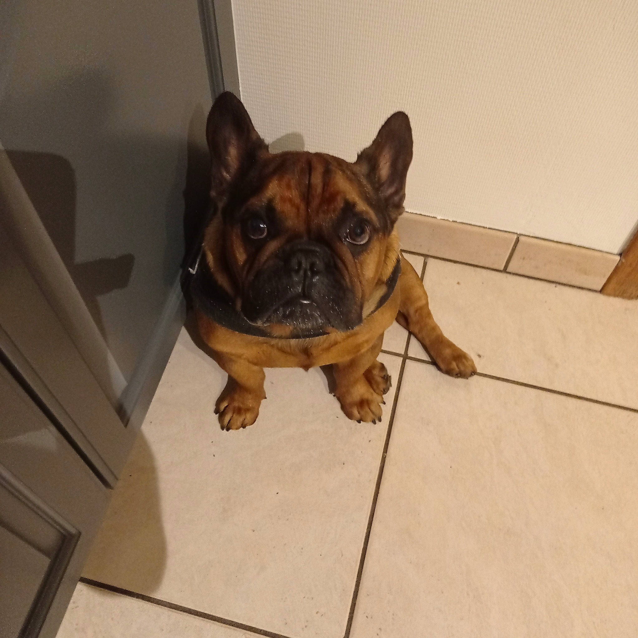 Loki a rejoint le concours — aidez-le/la à gagner de superbes lots ! bulldog, canidae, carnivore, companion_dog, dog, dog_breed, fawn, flooring, french_bulldog, molosser, pug, puppy, snout, sporting_group, terrestrial_animal, toy_dog, whiskers, wood, working_animal, wrinkle