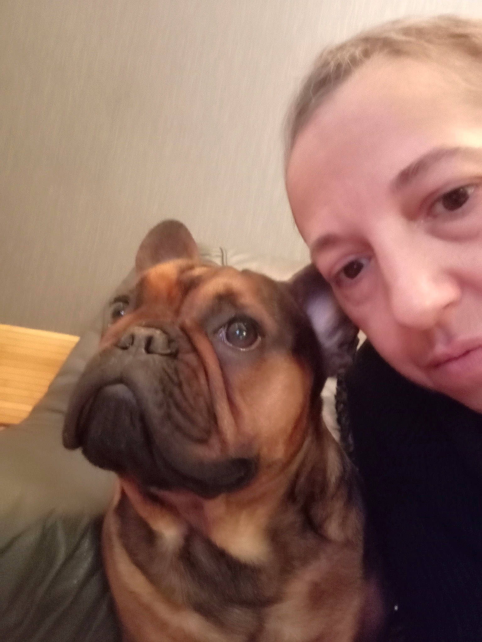 Loki participe au concours pour gagner de l'argent avec cette photo : bulldog, carnivore, comfort, companion_dog, dog, dog_breed, ear, eye, fawn, happy, jaw, nose, selfie, smile, snout, sporting_group, toy_dog, whiskers, working_animal, wrinkle