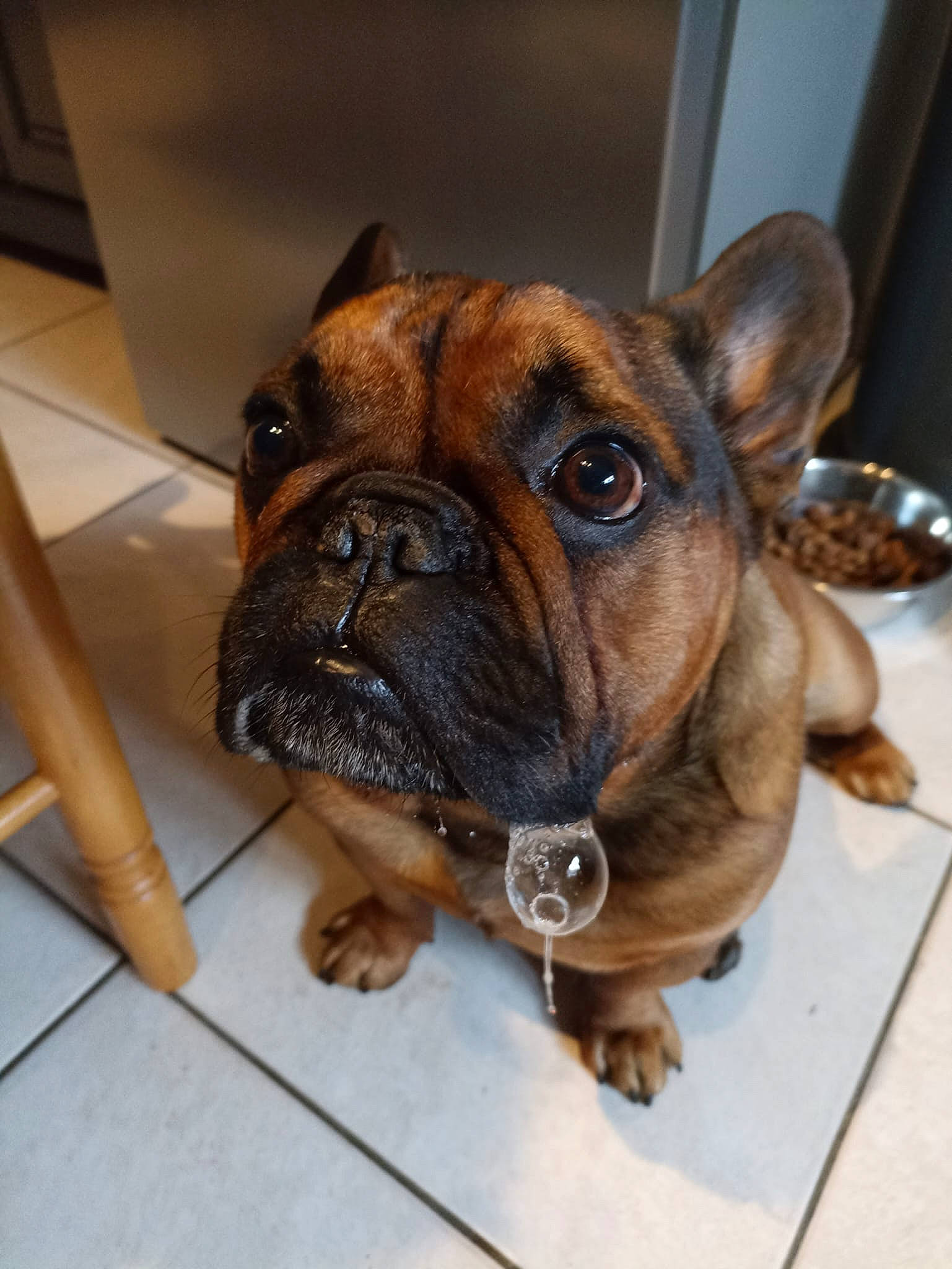 Loki participe au concours pour gagner de l'argent avec cette photo : bulldog, canidae, carnivore, collar, companion_dog, dog, dog_breed, dog_collar, fawn, liver, non_sporting_group, old_english_bulldog, snout, sporting_group, whiskers, window, wood, working_animal, working_dog, wrinkle