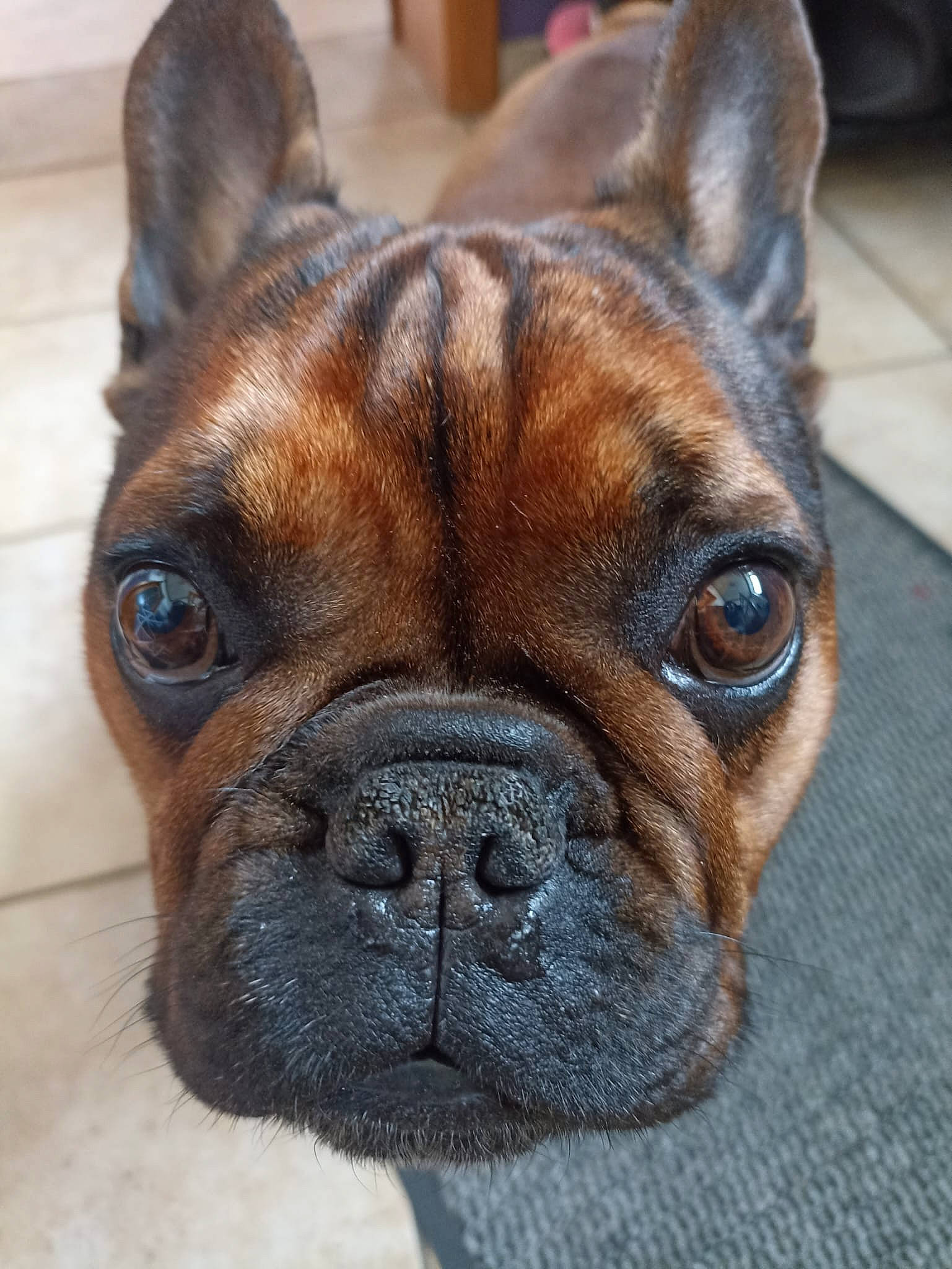 Loki a rejoint le concours — aidez-le/la à gagner de superbes lots ! bulldog, canidae, carnivore, collar, companion_dog, dog, dog_breed, dog_collar, ear, eye, fawn, liver, molosser, snout, sporting_group, terrestrial_animal, whiskers, working_animal, working_dog, wrinkle