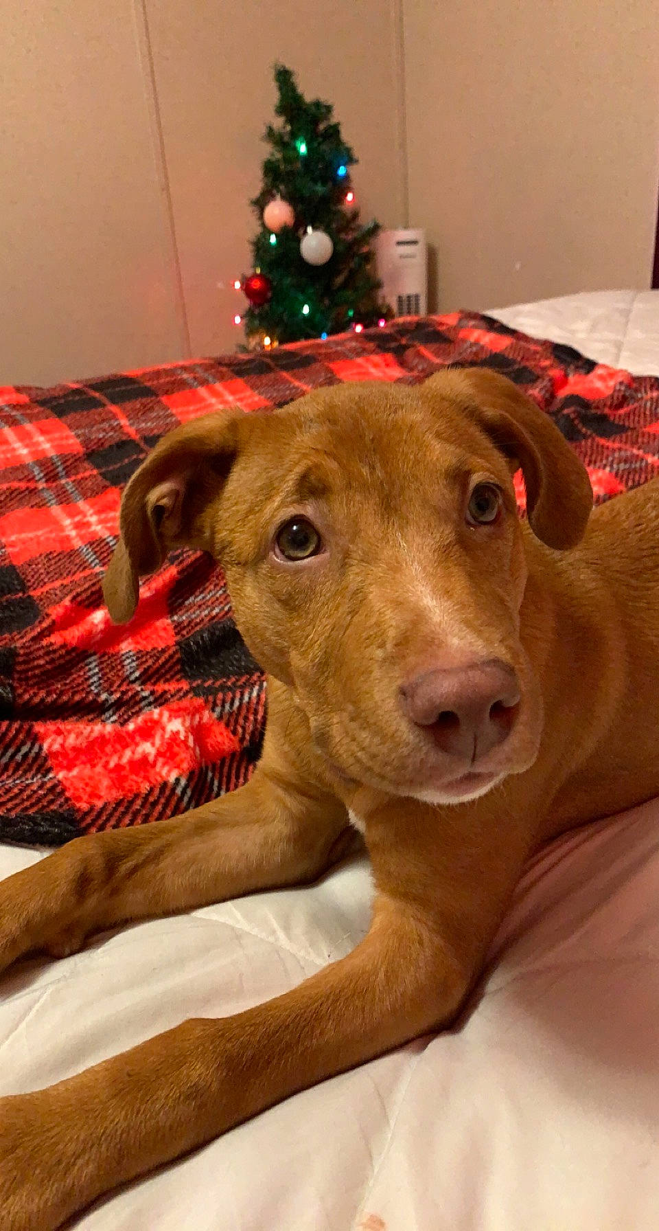 Daisy joined the competition — help win amazing prizes! carnivore, christmas, christmas_decoration, christmas_tree, comfort, companion_dog, conifer, dog, dog_breed, event, fawn, fur, holiday, plaid, room, sporting_group, tartan, whiskers, wood, working_animal