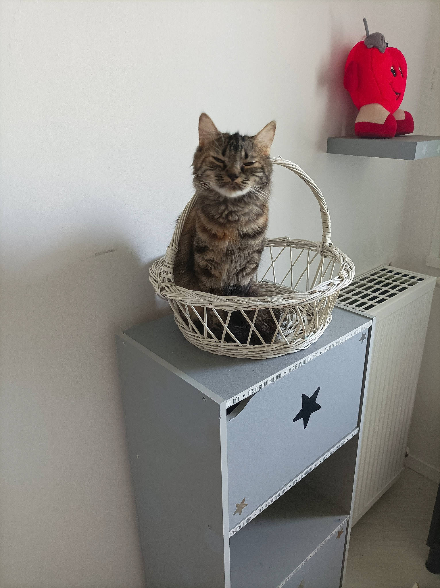 Chyppie participe au concours pour gagner de l'argent avec cette photo : bag, basket, box, cabinetry, carnivore, cat, chest_of_drawers, domestic_short_haired_cat, drawer, felidae, grey, luggage_and_bags, metal, room, shelf, shelving, small_to_medium_sized_cats, table, whiskers, wood