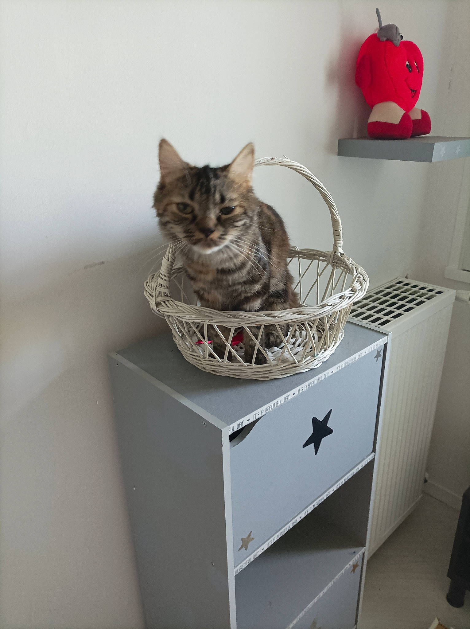 Chyppie a rejoint le concours — aidez-le/la à gagner de superbes lots ! bag, basket, box, cabinetry, carnivore, cat, chest_of_drawers, domestic_short_haired_cat, drawer, felidae, fur, grey, room, shelf, shelving, small_to_medium_sized_cats, storage_basket, toy, whiskers, wood