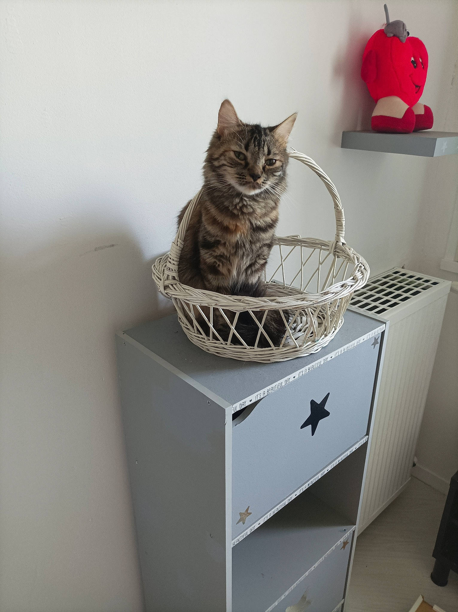 Chyppie a rejoint le concours — aidez-le/la à gagner de superbes lots ! art, bag, basket, cabinetry, cat, chest_of_drawers, domestic_short_haired_cat, drawer, felidae, grey, luggage_and_bags, metal, pattern, room, shelf, shelving, small_to_medium_sized_cats, table, whiskers, wood