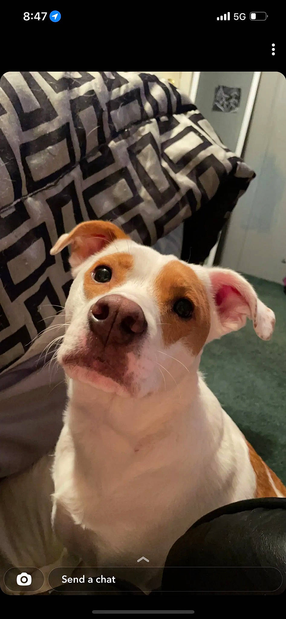 Maybelline joined the competition — help win amazing prizes! canidae, carnivore, chair, collar, companion_dog, dog, dog_breed, eye, fawn, flooring, fur, head, irishjacks, non_sporting_group, puppy, snout, sporting_group, whiskers, wood, working_animal