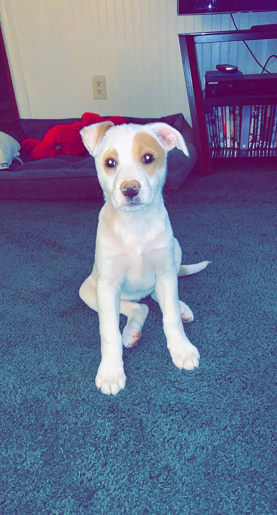 Maybelline joined the competition — help win amazing prizes! canidae, carnivore, chair, collar, companion_dog, dog, dog_breed, dog_clothes, dog_supply, fawn, flooring, paw, pet_supply, snout, sporting_group, tail, terrier, toy_dog, whiskers, working_animal