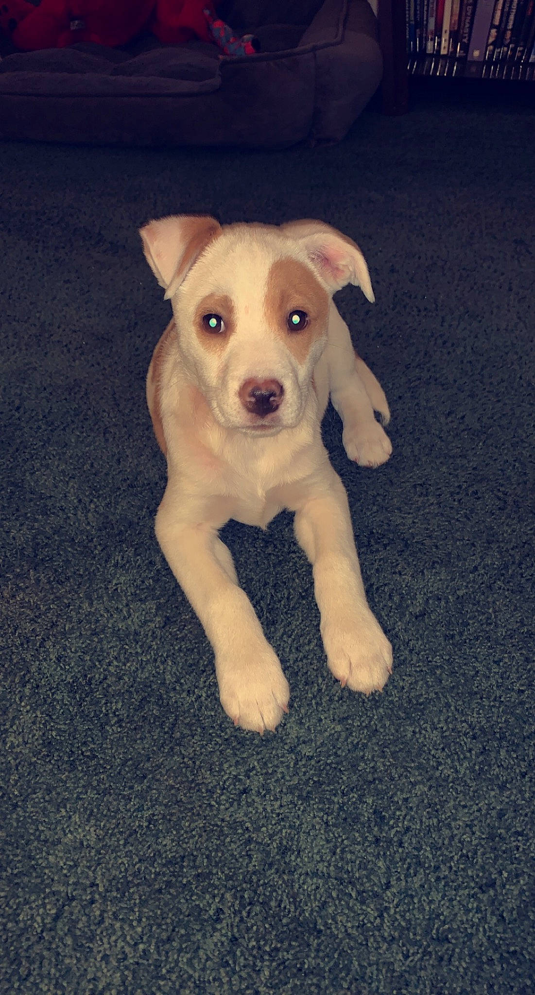 Maybelline is registered to the contest to win money with this photo: canidae, carnivore, collar, companion_dog, dog, dog_breed, dog_collar, fawn, fur, non_sporting_group, paw, pet_supply, puppy, snout, sporting_group, tail, terrestrial_animal, toy_dog, whiskers, working_animal