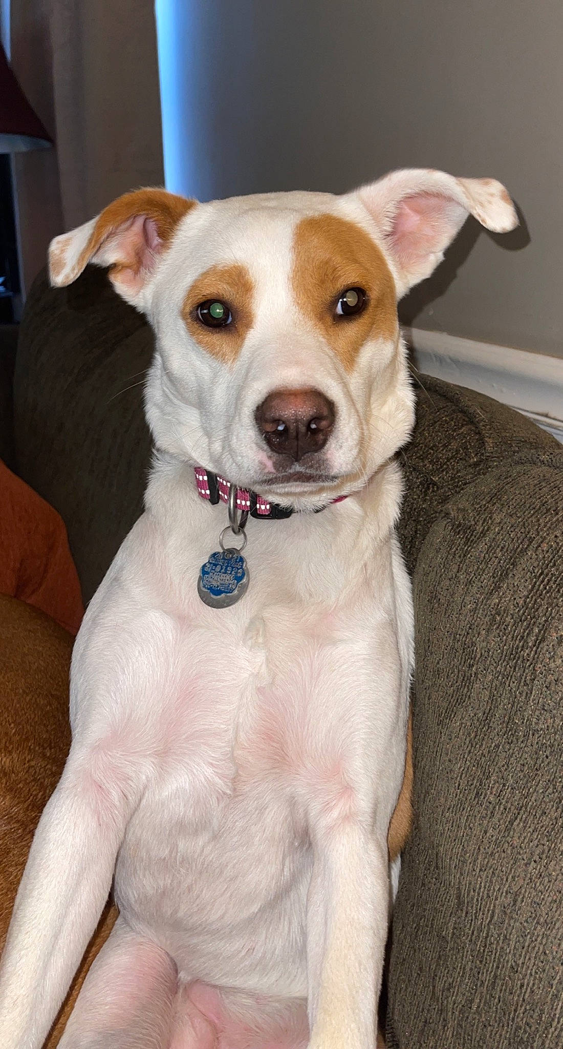 Maybelline is registered to the contest to win money with this photo: bow_tie, canidae, carnivore, collar, companion_dog, dog, dog_breed, dog_collar, dog_supply, fashion_accessory, fawn, fur, irishjacks, leash, non_sporting_group, sporting_group, terrier, whiskers, wood, working_animal