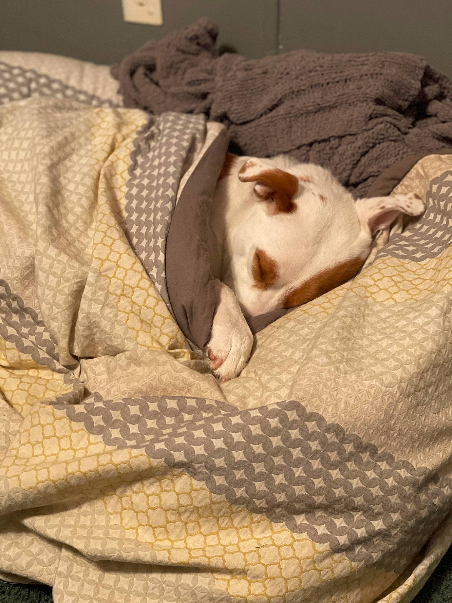 Maybelline joined the competition — help win amazing prizes! bed_sheet, bedding, beige, brown, carnivore, comfort, companion_dog, dog, dog_breed, fawn, felidae, flooring, fur, grey, linens, small_to_medium_sized_cats, sporting_group, textile, whiskers, wood