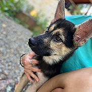 Freya is registered to the contest to win money with this photo: animal, blurred_background, caring, closeup, dog, ears, eyes, face, fur, german_shepherd, grass, hand, human, nature, outdoor, person, pet, portrait, puppy, rock
