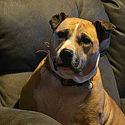 Nina is registered to the contest to win money with this photo: dog, pet, indoor, couch, furniture, brown, canine, relaxed, seated, collar, closeup, companion, animal, portrait, home, domestic, leisure, comfort, face, ears