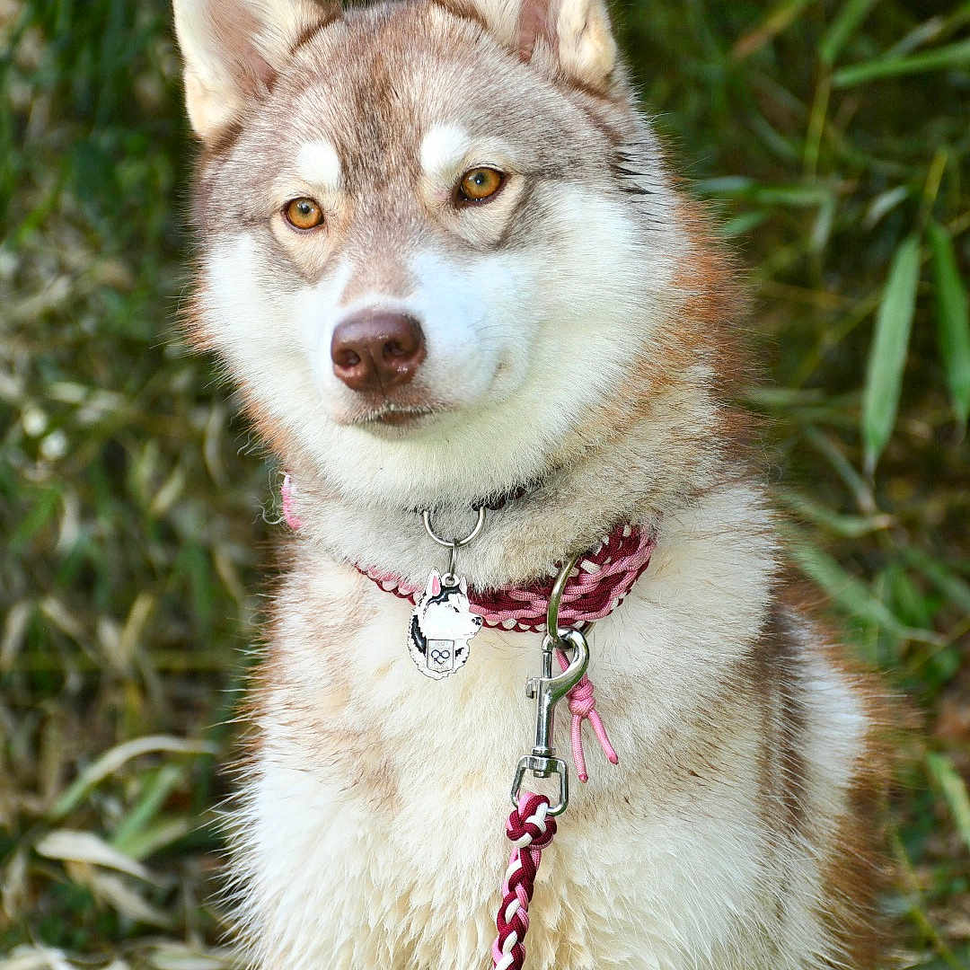 Ursann participe au concours pour gagner de l'argent avec cette photo : accessories, animal, bodypart, canine, collar, dog, eskimodog, fox, husky, kitfox, leash, mouth, person, pet, puppy, redwolf, snout, strap, whitedog, wolf