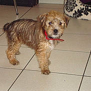 Toby participe au concours pour gagner de l'argent avec cette photo :