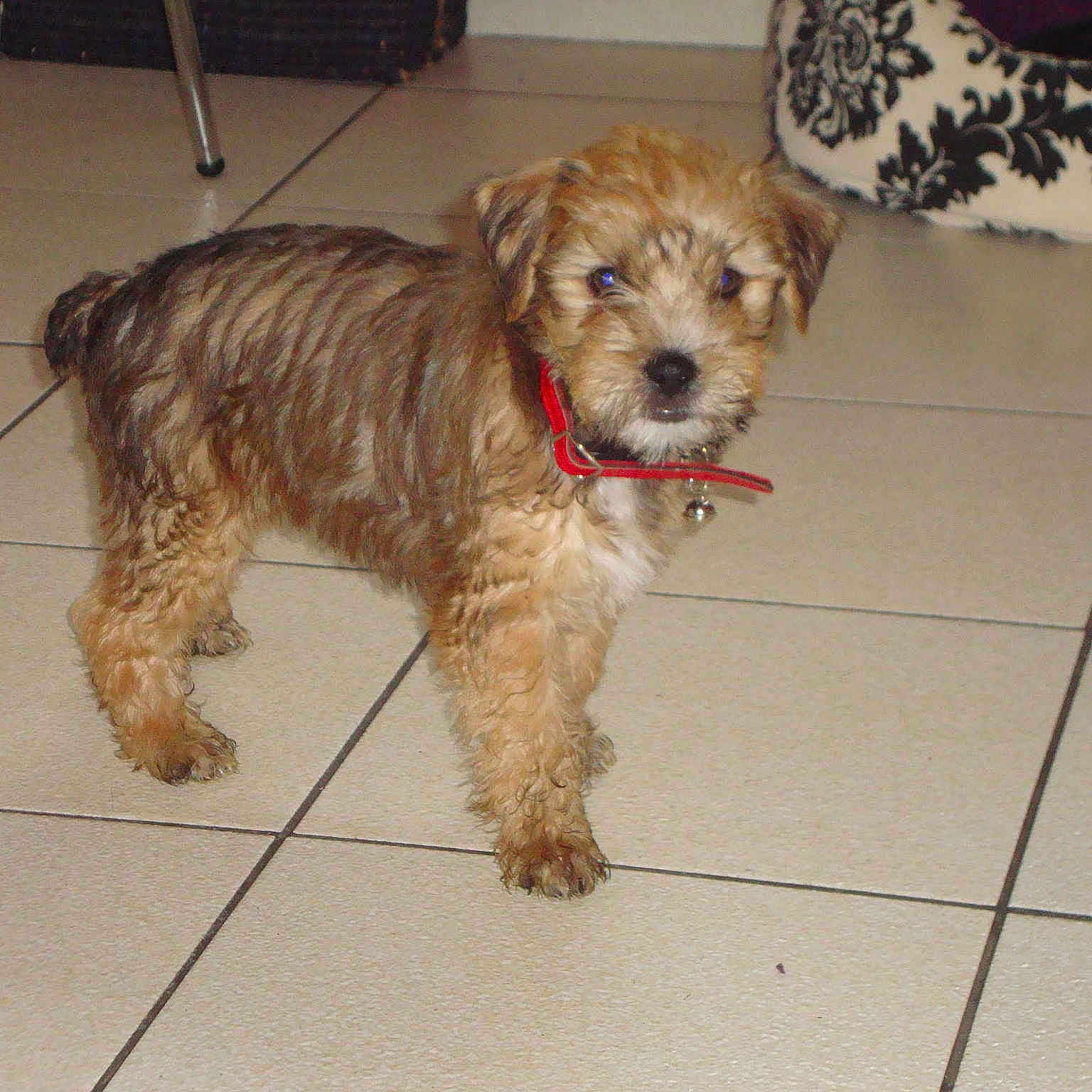 Toby