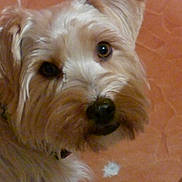 Toby Free a rejoint le concours — aidez-le/la à gagner de superbes lots ! australian_silky_terrier, cairn_terrier, carnivoran, dog, dog_breed, dog_breed_group, dog_like_mammal, dutch_smoushond, havanese, irish_soft_coated_wheaten_terrier, morkie, norfolk_terrier, poodle_crossbreed, sapsali, schnoodle, small_terrier, snout, sporting_lucas_terrier, terrier, vertebrate