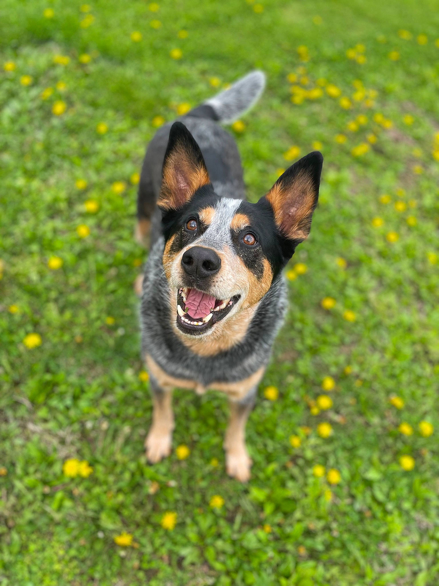 Bow joined the competition — help win amazing prizes! australian_cattle_dog, canidae, carnivore, companion_dog, dog, dog_breed, flower, grass, grassland, groundcover, happy, herbaceous_plant, herding_dog, paw, plant, snout, sporting_group, tail, whiskers, working_dog