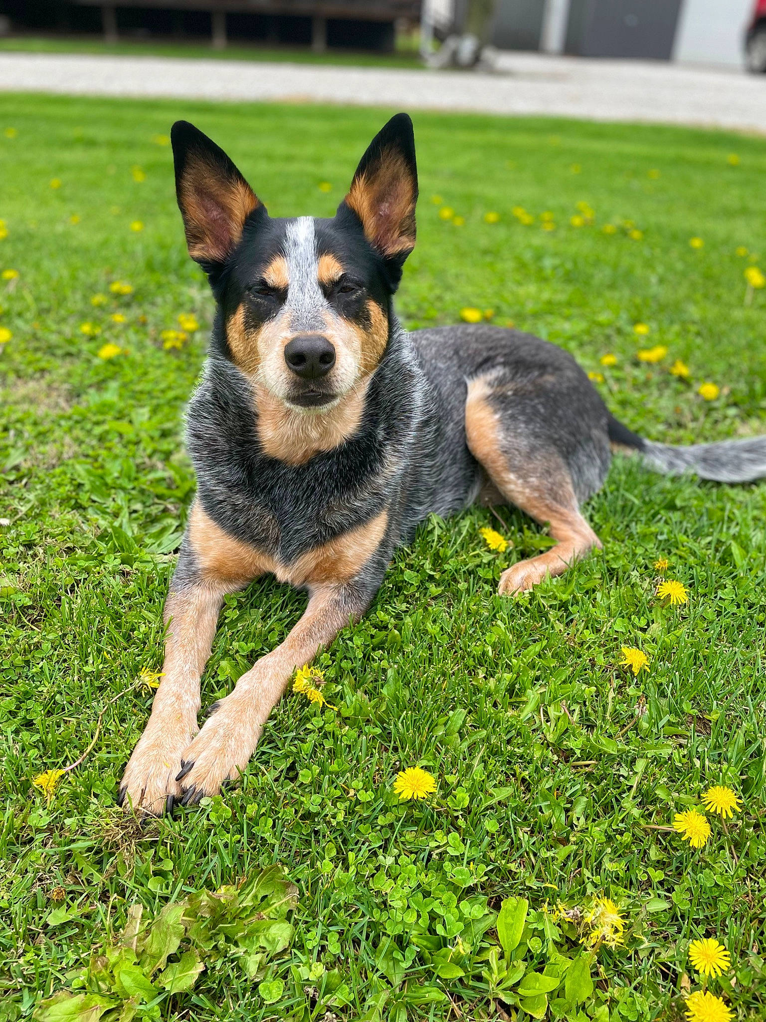 Bow is registered to the contest to win money with this photo: canidae, carnivore, companion_dog, dog, dog_breed, flower, garden, grass, green, groundcover, herding_dog, lawn, paw, people_in_nature, plant, snout, sporting_group, toy, working_dog