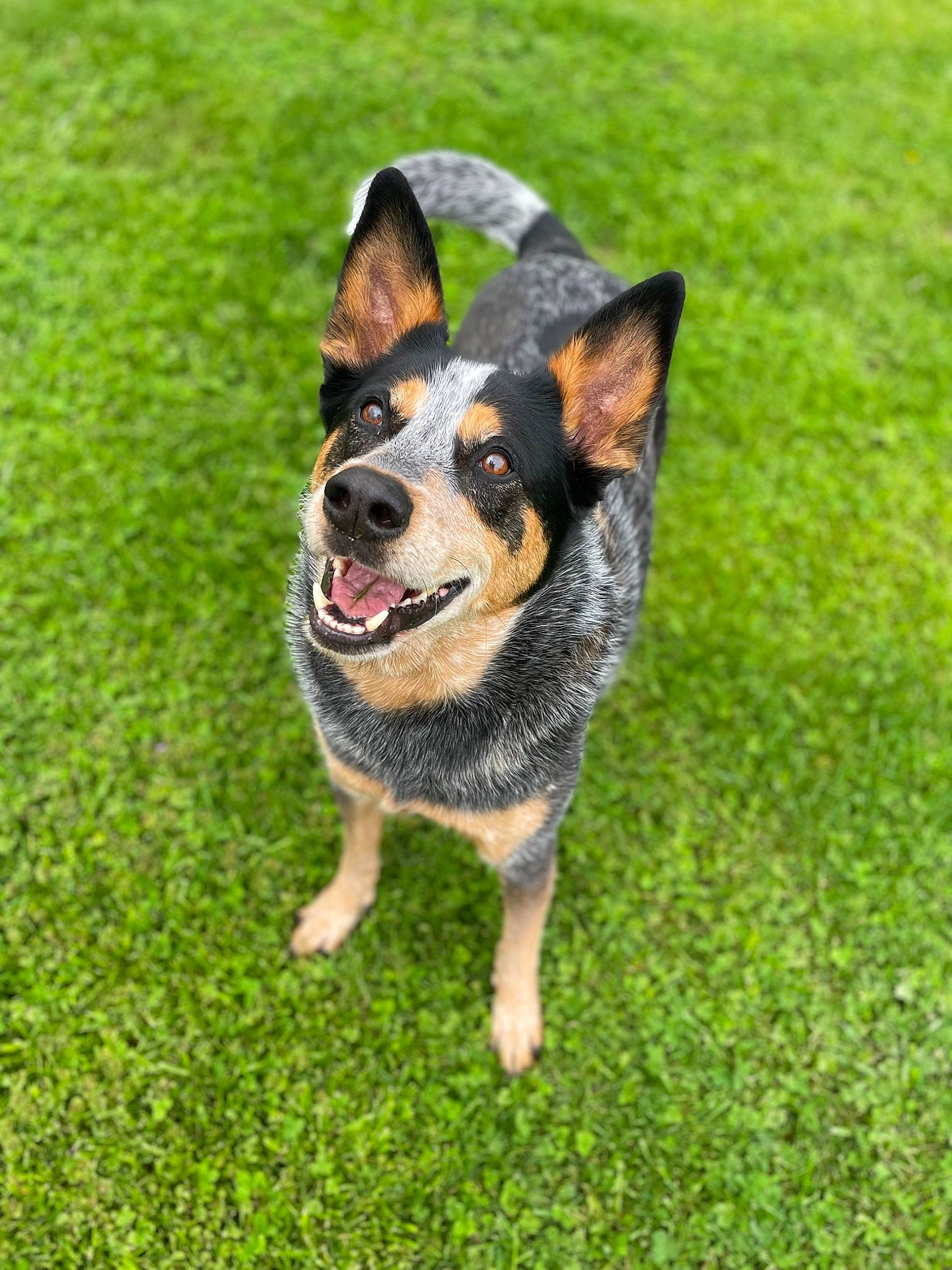 Bow joined the competition — help win amazing prizes! art, canidae, carnivore, companion_dog, dog, dog_breed, grass, groundcover, guard_dog, herding_dog, pinscher, plant, puppy, recreation, snout, sporting_group, toy, working_dog