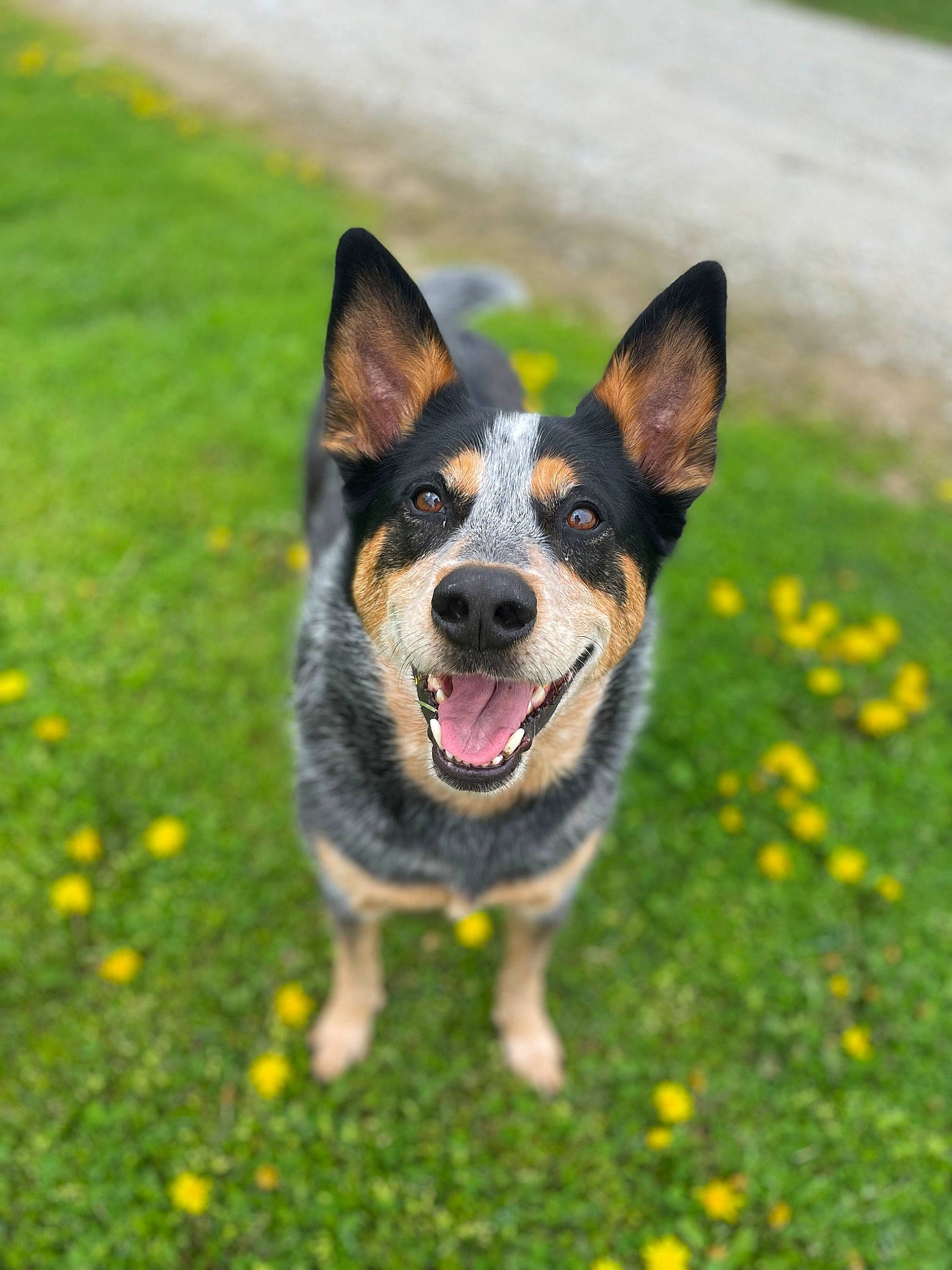 Bow joined the competition — help win amazing prizes! art, australian_cattle_dog, canidae, carnivore, companion_dog, dog, dog_breed, fawn, flower, grass, groundcover, herding_dog, paw, plant, snout, sporting_group, tail, vertebrate, whiskers, working_dog