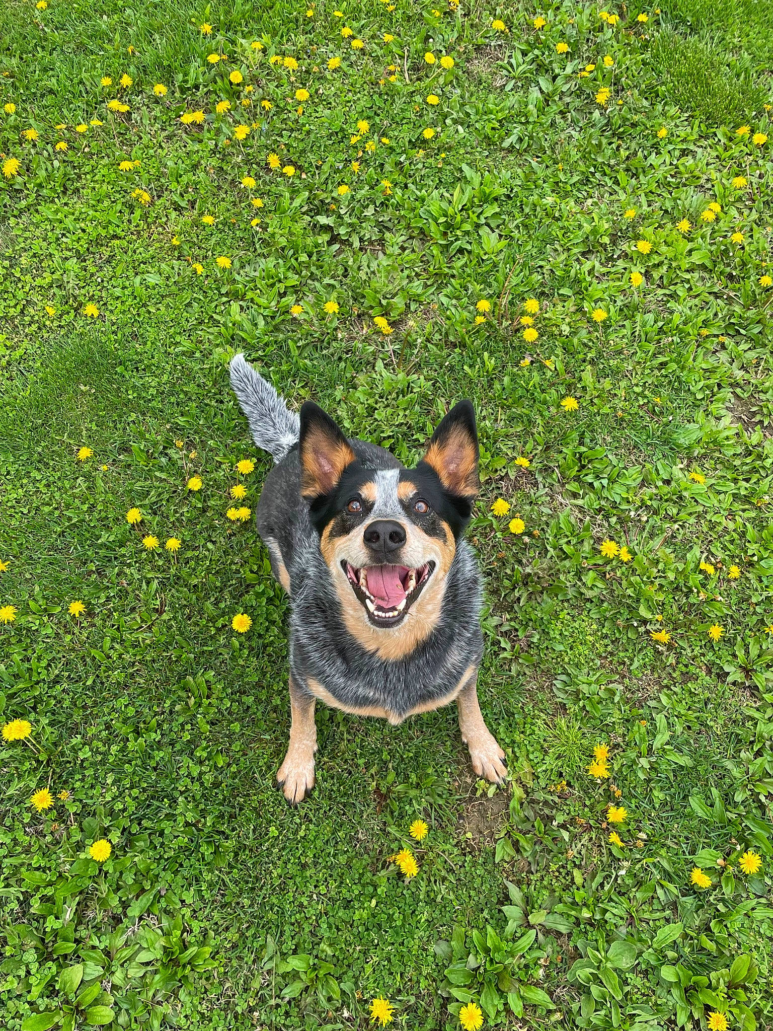 Bow joined the competition — help win amazing prizes! canidae, carnivore, companion_dog, dog, dog_breed, fawn, field, flower, grass, grass_family, grassland, groundcover, herding_dog, leaf, meadow, people_in_nature, plant, prairie, sporting_group, spring