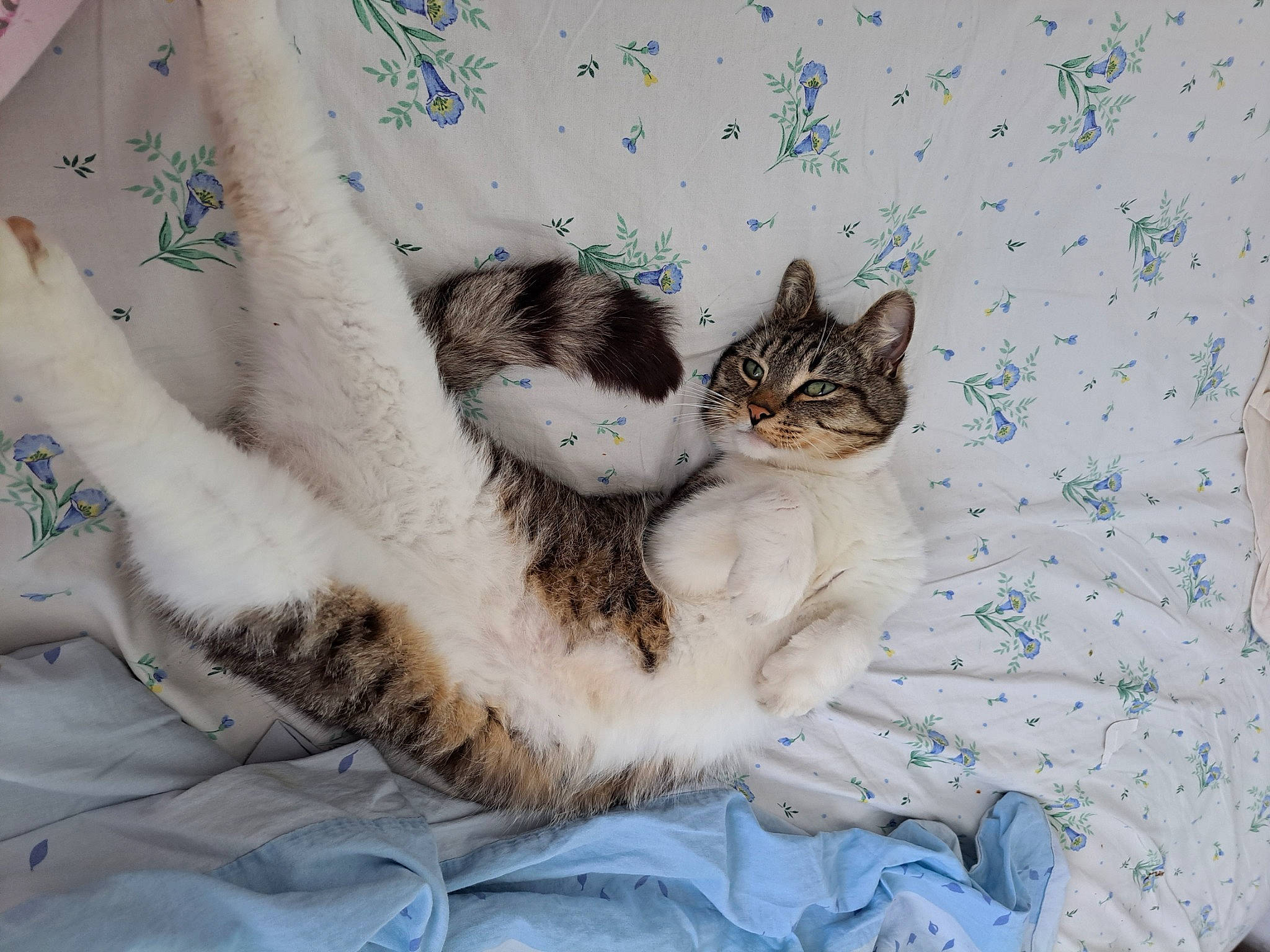 Bill a rejoint le concours — aidez-le/la à gagner de superbes lots ! bed, bedding, carnivore, cat, claw, comfort, domestic_short_haired_cat, felidae, fur, linens, nap, pattern, paw, plant, sitting, sleep, small_to_medium_sized_cats, tail, tree, whiskers