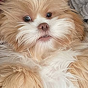 Oliver joined the competition — help win amazing prizes! dog, fluffy, cute, pet, fur, lying_down, close_up, indoors, small_dog, white_fur, beige_fur, nose, eyes, mouth, texture, blanket, cushion, relaxed, portrait, animal